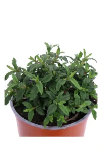 Cisto - Cistus X Florentinus Tramontane v17 egarden.store online