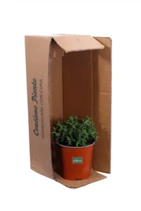 Cisto - Cistus X Florentinus Tramontane v17 egarden.store online