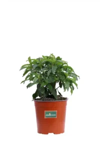 Cistus X Aguilarii v17 egarden.store online