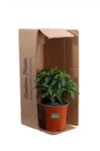 Cistus X Aguilarii v17 egarden.store online