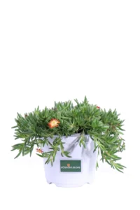 Delosperma Jewel Of Desert Rosso v14 egarden.store online