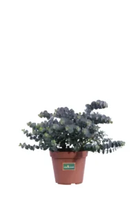 Eucalipto - Eucalyptus Pulverulenta Baby Blue v14 egarden.store online