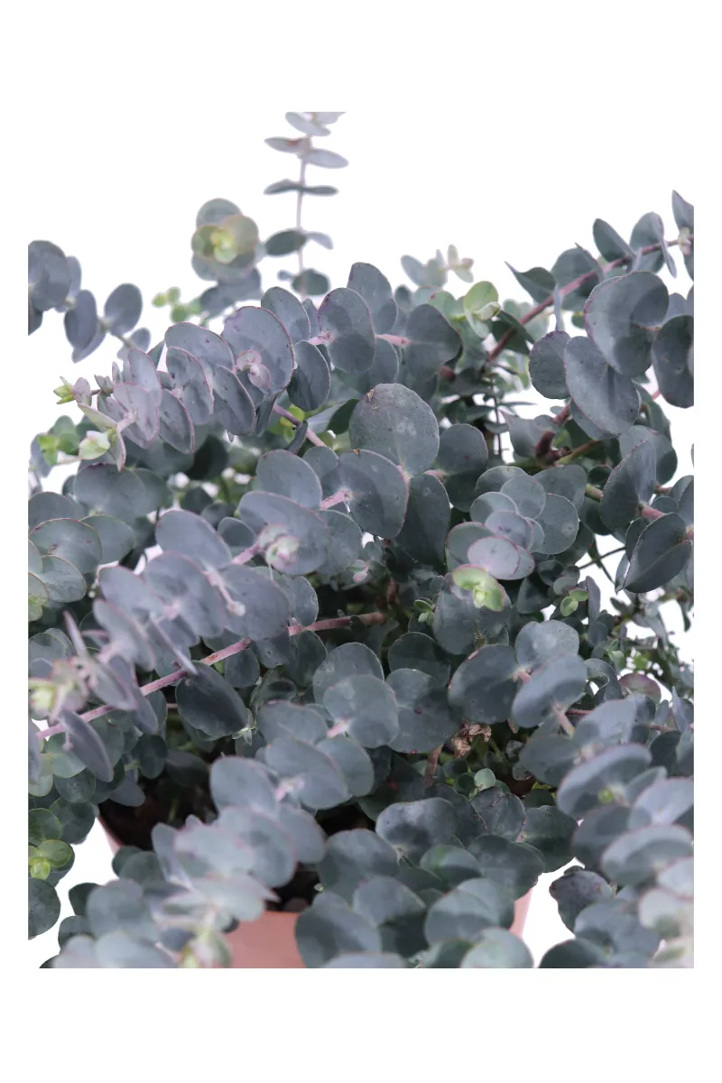 Eucalipto - Eucalyptus Pulverulenta Baby Blue v14 egarden.store online