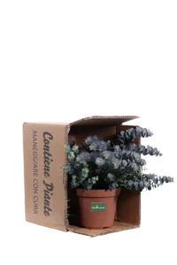 Eucalipto - Eucalyptus Pulverulenta Baby Blue v14 egarden.store online