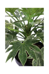 Fatsia Japonica Spider's Web v20 egarden.store online