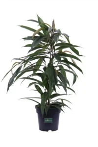 Ficus Binnendijkii Amstel King v17 egarden.store online