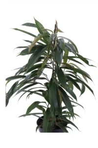 Ficus Binnendijkii Amstel King v17 egarden.store online