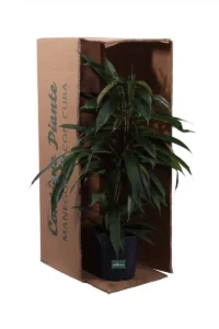 Ficus Binnendijkii Amstel King v17 egarden.store online