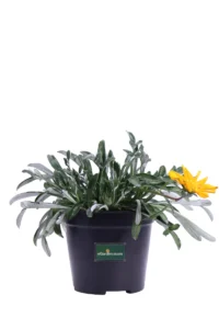 Gazania Strisciante Arancione v14 egarden.store online