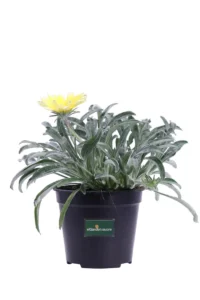 Gazania Strisciante Gialla v14 egarden.store online