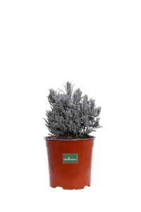 Lavanda - Lavandula Angustifolia Dwarf Blue v17 egarden.store online