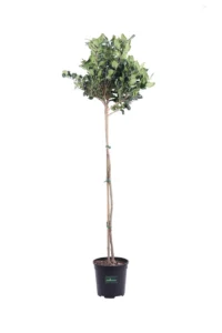 Ligustro del Texas - Ligustrum Texanum Alberello v24 egarden.store online