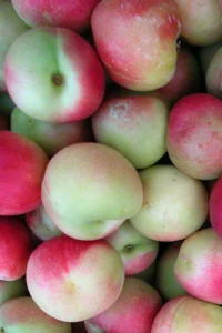 Pesco Noce Menderella v20 egarden.store Pesco Noce Menderella v20 egarden.store online