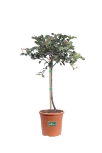 Rhaphiolepis Umbellata Alberello v21 egarden.store online