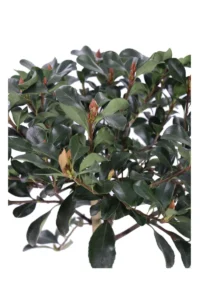 Rhaphiolepis Umbellata Alberello v21 egarden.store online