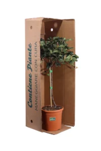 Rhaphiolepis Umbellata Alberello v21 egarden.store online