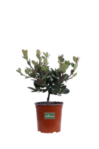 Rhaphiolepis Umbellata v17 egarden.store online