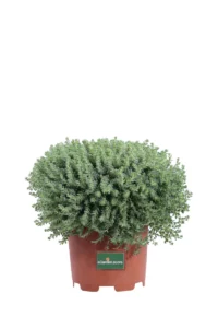 Sedum Dasyphyllum v15 egarden.store online