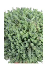 Sedum Dasyphyllum v15 egarden.store online