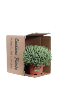 Sedum Dasyphyllum v15 egarden.store online