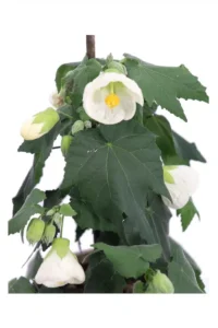 Abutilon Bianco v15 egarden.store online