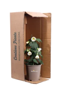 Abutilon Bianco v15 egarden.store online