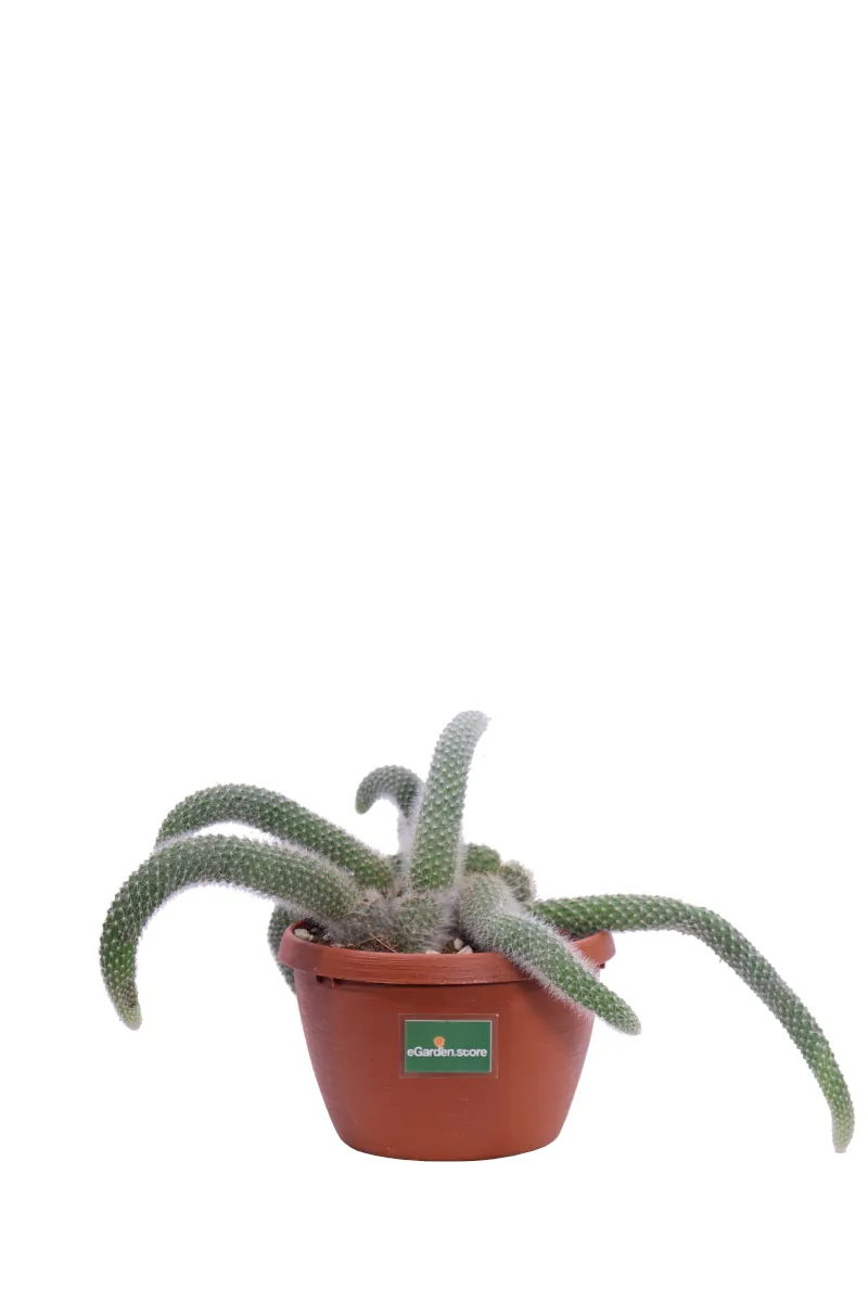 Aporocactus v15 egarden.store online