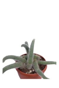 Aporocactus v15 egarden.store online