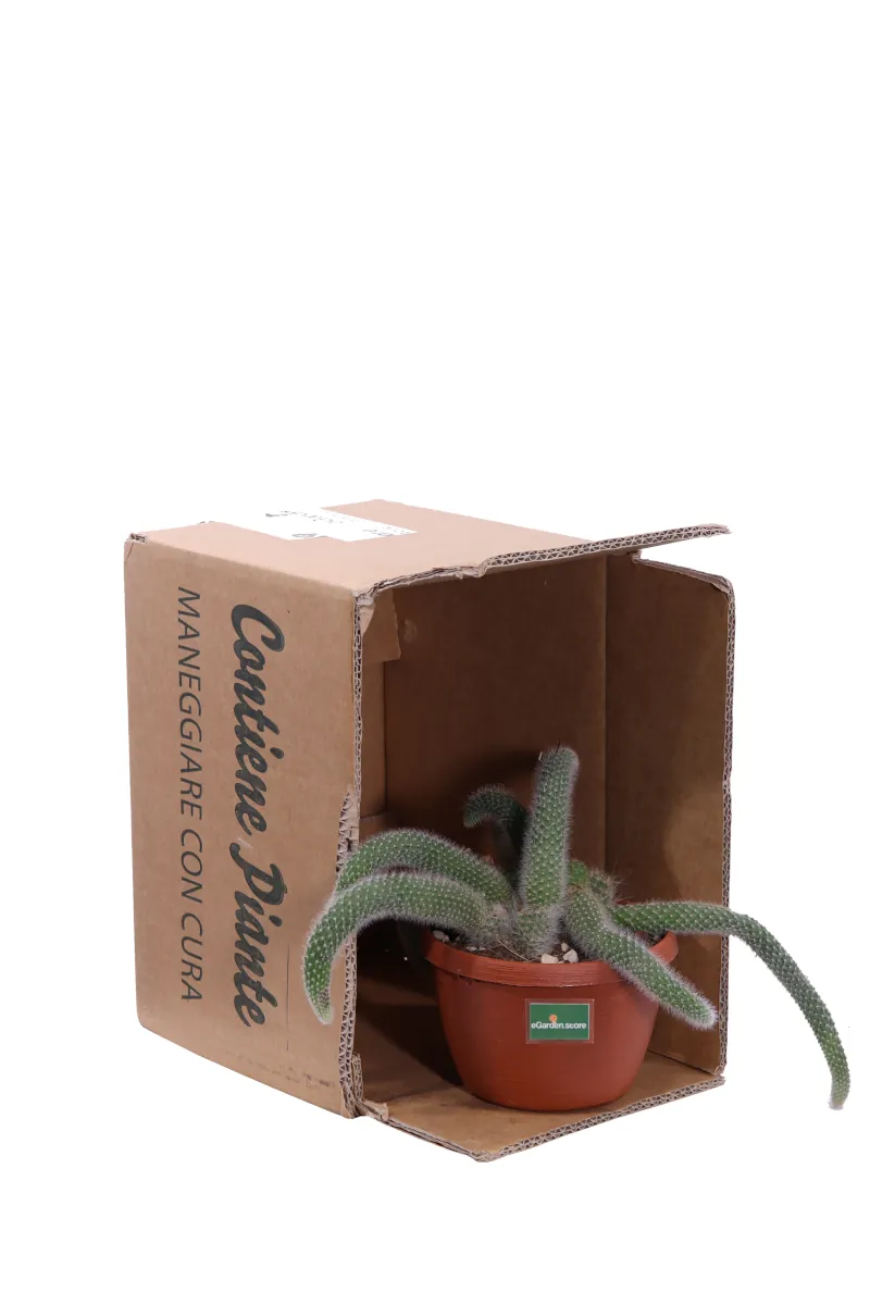 Aporocactus v15 egarden.store online