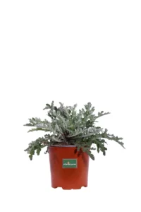 Arctotis Acaulis v17 egarden.store online