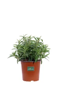 Cisto - Cistus X Verguinii Paul Pecherat v17 egarden.store online