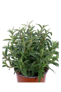 Cisto - Cistus X Verguinii Paul Pecherat v17 egarden.store online