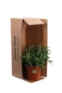 Cisto - Cistus X Verguinii Paul Pecherat v17 egarden.store online