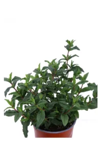 Cisto Ladanifero - Cistus Ladanifer v17 egarden.store online