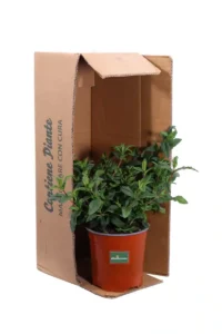 Cisto Ladanifero - Cistus Ladanifer v17 egarden.store online