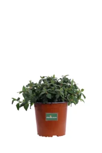 Cistus X Hybridus Corbariensis v17 egarden.store online