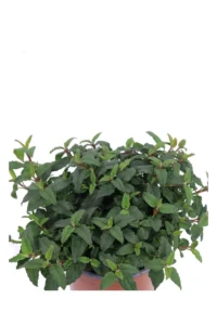 Cistus X Hybridus Corbariensis v17 egarden.store online