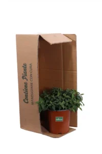 Cistus X Hybridus Corbariensis v17 egarden.store online