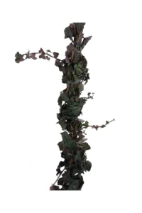 Edera Inglese - Hedera Helix Baltica v17 egarden.store online