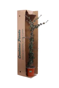 Edera Inglese - Hedera Helix Baltica v17 egarden.store online