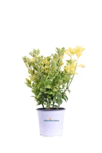 Euonymus Japonicus Aureus v.18 egarden.store online