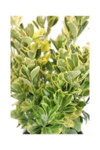Euonymus Japonicus Aureus v.18 egarden.store online