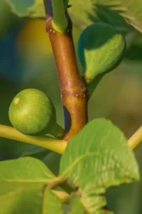 Fico Gentile v20 egarden.store online