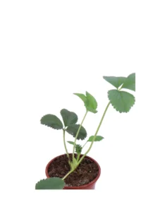 Fragola Ananas - Fragaria Pineapple v.9 egarden.store online