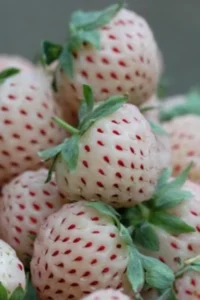 Fragola Ananas - Fragaria Pineapple v9 egarden.store online