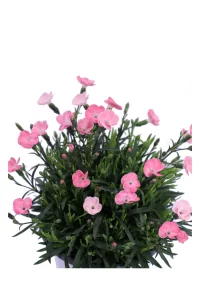 Garofano Peach Party - Dianthus v14 egarden.store online
