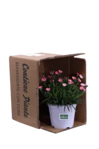 Garofano Peach Party - Dianthus v14 egarden.store online
