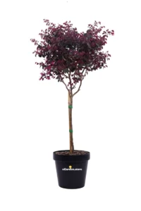 Loropetalum Chinense Fede Alberello