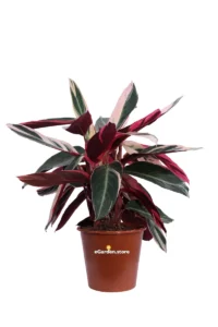 Maranta Stromanthe Sanguinea Triostar v19 egarden.store online