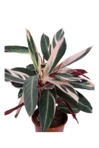 Maranta Stromanthe Sanguinea Triostar v19 egarden.store online